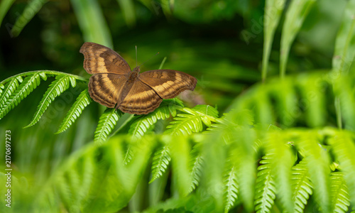 Foto The chocolate pansy (Junonia iphita) is a species of butterfly belonging to the Nymphalidae family