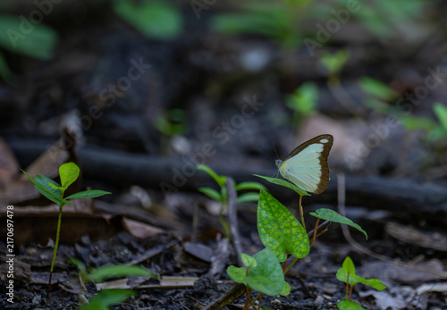 Fotografía A Chocolate Albatross (Appias lyncida) from the Pieridae (white butterflies) family, notable for its striking turquoise/blue hues