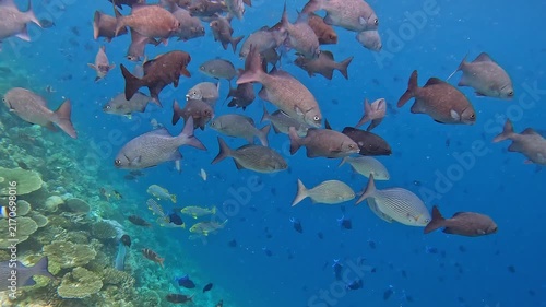 School of Humpback Snappers swimming around the colorful corals near Ellaidhoo island, Maldives