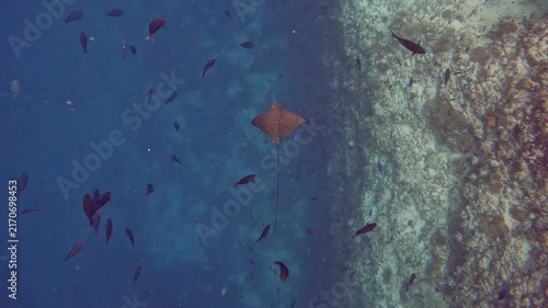 Spotted eagle ray swimming along a coral reef in maldives