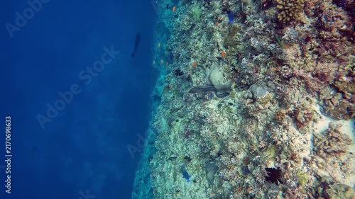 Moraine fish hiding in the colorful coral reef near the Island of Ellaidhoo, the Maldives