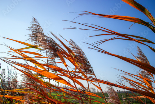 Foto Tall golden reed grass swaying wind against clear blue sky, creating vibrant autumn nature scene rural landscape background