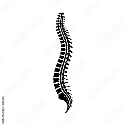 Black Line Art Illustration Of Human Spine Anatomy With Vertebrae Isolated On White Background