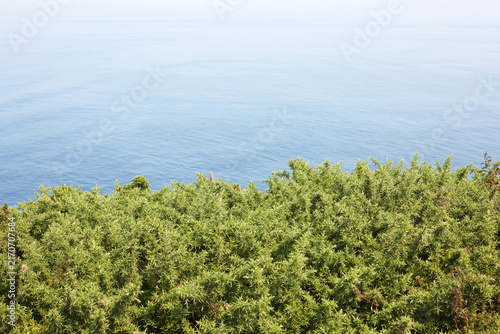 Foto Green coastal gorse bushes on a cliff edge with calm blue ocean background in As