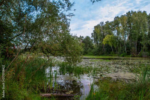 Fotografie Scenic wild overgrown pond or river backwater with water lilies, hanging willow branches, and green forest on the banks in Pokrovskoye-Streshnevo park, Moscow, Russia