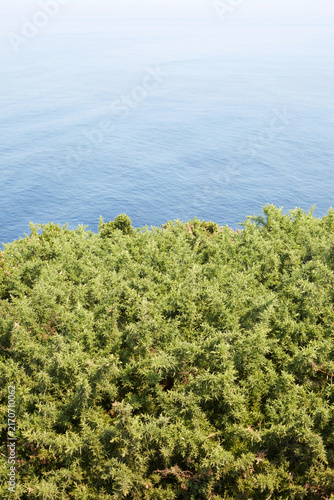 фотографія Vertical view of green gorse bushes growing on a cliff edge overlooking the calm
