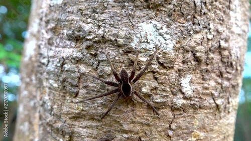 wolf spider (Lycosidae), raft spider from Hong Kong Island