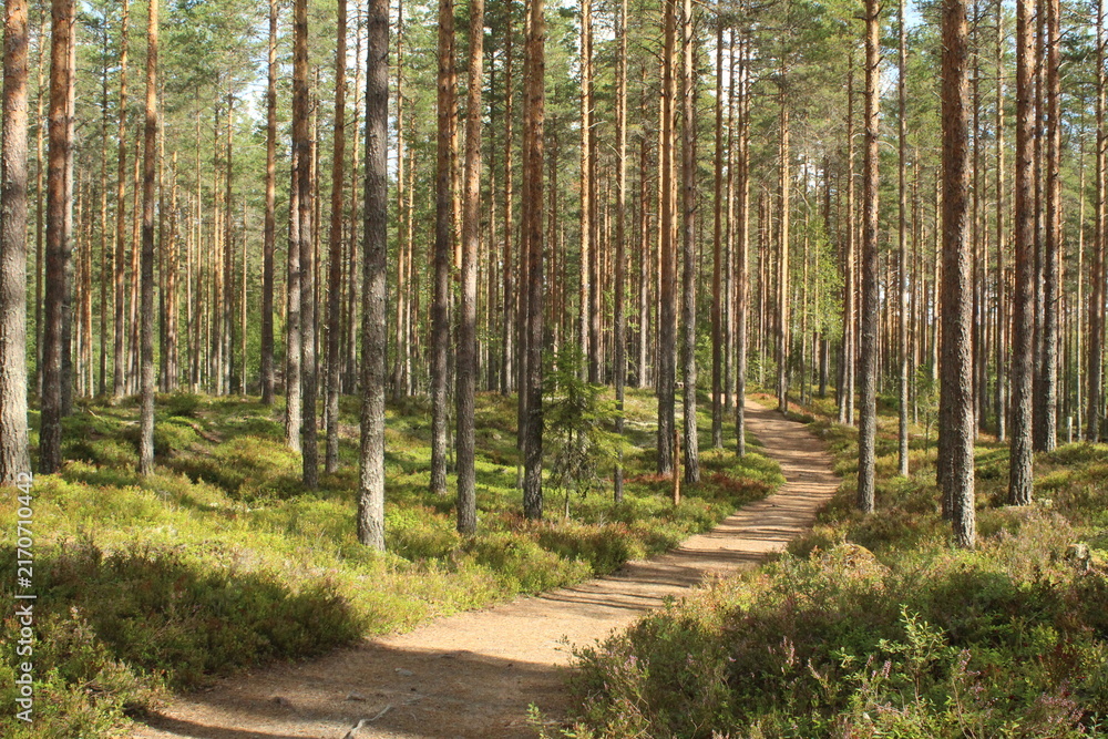 Naklejka premium path in the forest