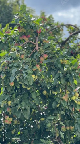 Apple tree laden with ripe red and green apples under a summer sky, perfect for backgrounds