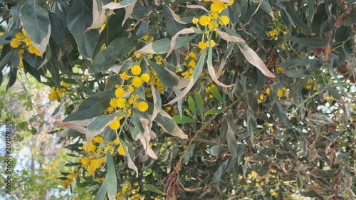 Yellow acacia flowers bloom among green leaves on tree branches in natural background