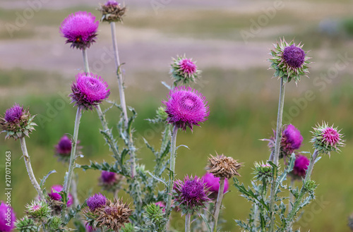 фотографія Carduus nutans is a biennial plant in the daisy and sunflower family Asteraceae with the common names musk thistle, nodding thistle, and nodding plumeless thistle