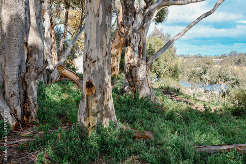 Foto eucalyptus trees in australian bushland in morning sunlight on the banks of the
