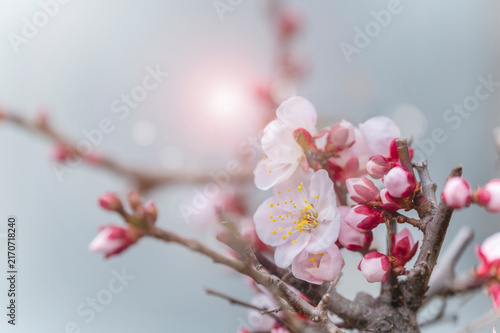 春の陽光に咲く淡いピンクの梅の花とつぼみ