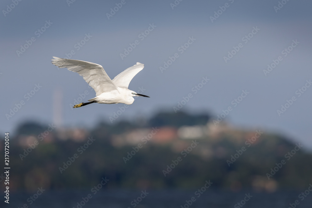 Obraz premium Little egret flying over Lake Victoria in Uganda, Africa, with its wings spread against the natural lakeside landscape.