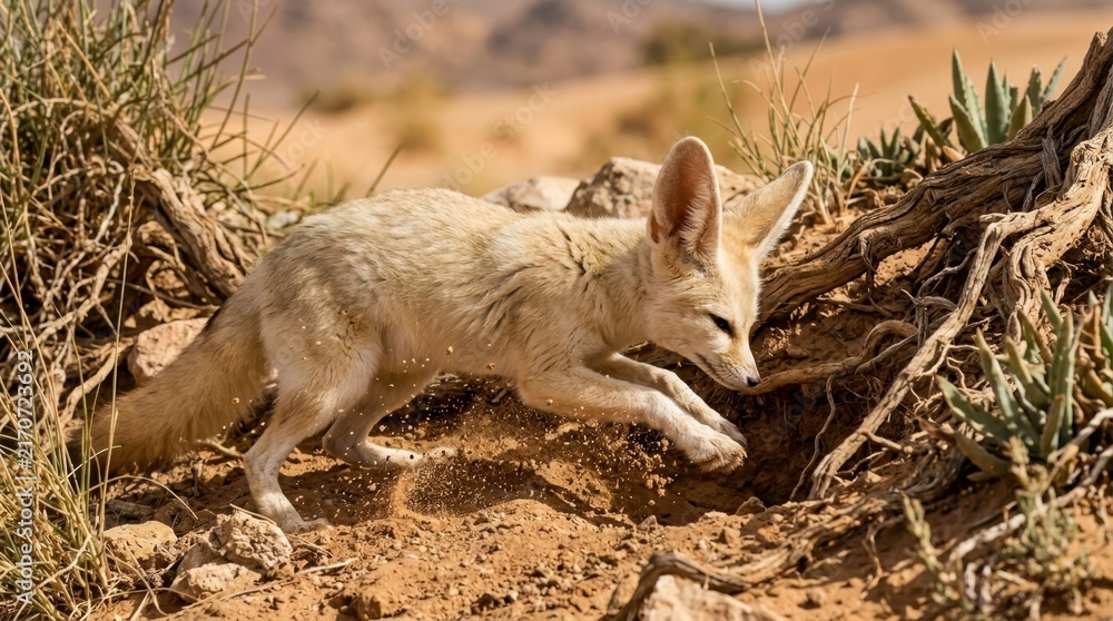 Naklejka premium Desert Fennec Fox in Motion: A small fennec fox with enormous ears navigates the arid desert terrain, its sandy fur blending with the environment as it moves swiftly through the dry brush and sand.