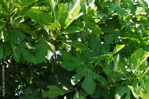 Cuadro en lienzo Close-up of green lobed leaves of a common fig tree, Ficus carica