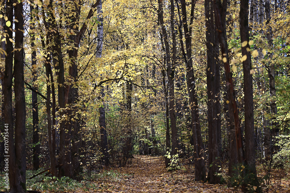 Fototapeta premium autumn park, nature landscape, trees in a seasonal background
