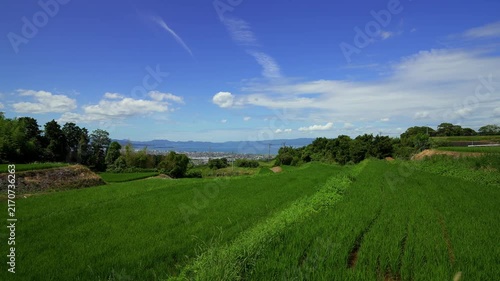 Walking Down Farm Road Through Terraced Rice Fields Overlooking Omura Bay in Nagasaki, Japan