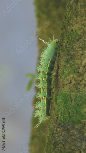 caterpillar on a stalk