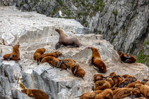 Photography Sea lions on the rocks of Pacific ocean