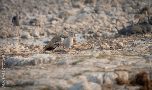 Foto Kori bustard in the grass of Etosha National Park, Namibia, Africa