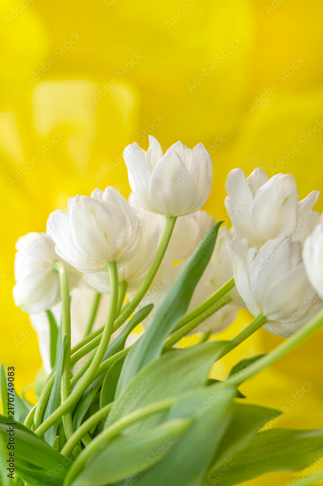 Obraz premium Fresh White Tulips in Bloom Against a Vibrant Yellow Background