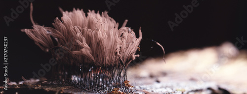 Konstfotografi Plasmodium, small unusual mushrooms, mushroom spores, mycelium macro photo