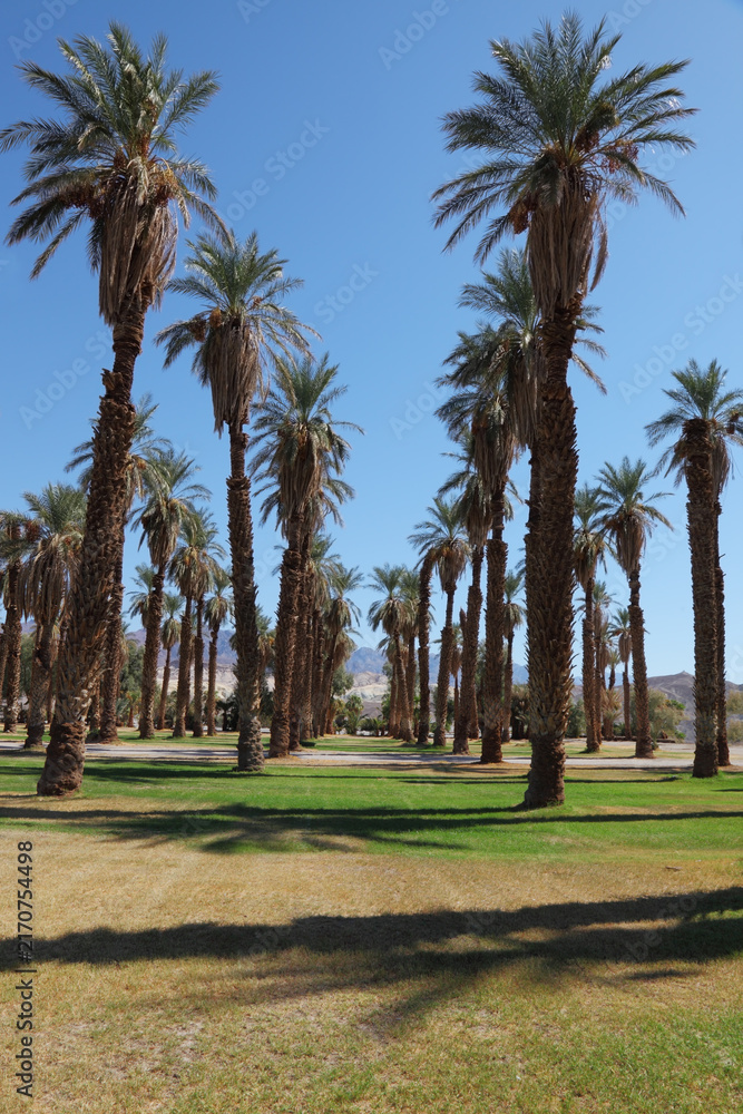 Fototapeta premium Avenue in the palm grove