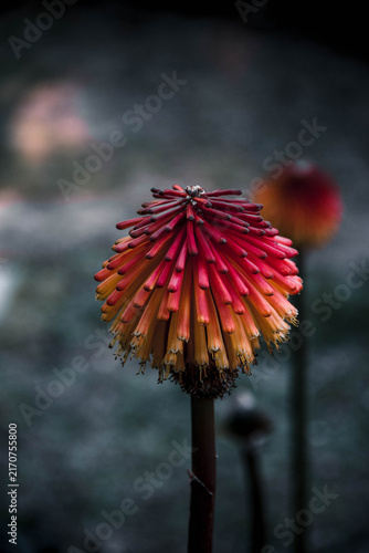 Принти на полотні Close-up of vibrant red and orange red-hot poker flower against a dark, moody ba