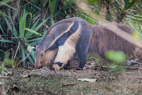 Myrmecophaga tridactyla or Tamandua Bandeira. This animal is very rare in Brazilian forests