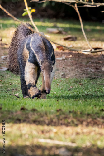 Myrmecophaga tridactyla or Tamandua Bandeira. This animal is very rare in Brazilian forests