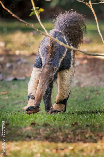 Myrmecophaga tridactyla or Tamandua Bandeira. This animal is very rare in Brazilian forests