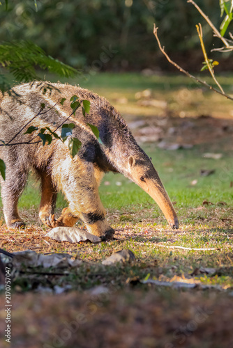 Myrmecophaga tridactyla or Tamandua Bandeira. This animal is very rare in Brazilian forests