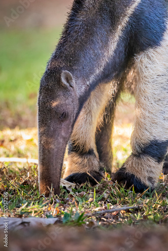 Myrmecophaga tridactyla or Tamandua Bandeira. This animal is very rare in Brazilian forests