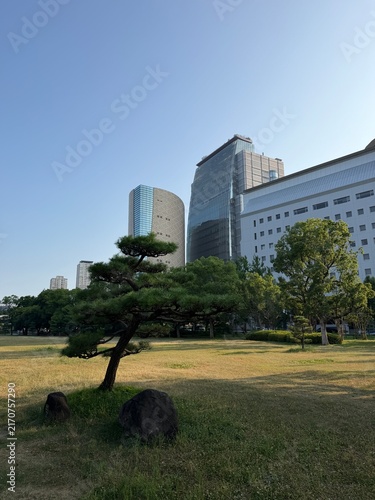 Bild auf Leinwand Lone pine tree in green park skyline