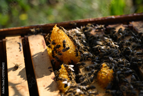Bees building fresh wax comb on open hive frame