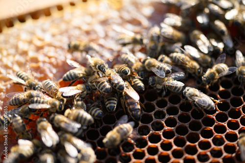 Sunlit honeybees densely covering honeycomb surface