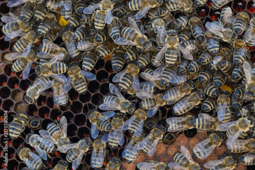 Dense cluster of honeybees on honeycomb with brood cells