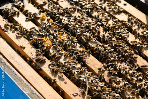 Bees covering wooden frames inside open beehive