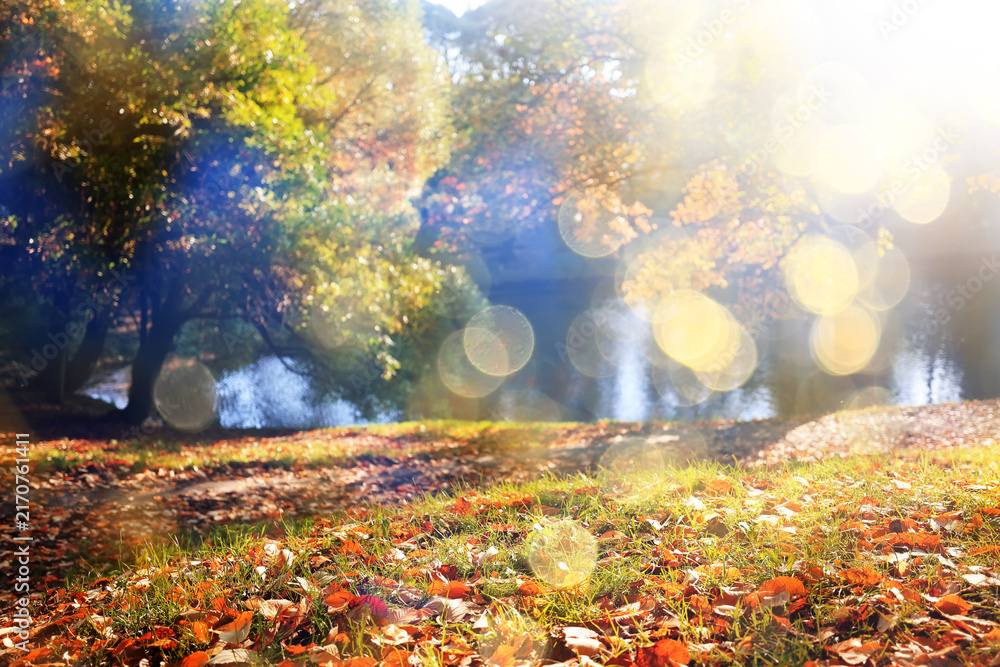 Naklejka premium Autumn sunny landscape, view in the rays of a sunny autumn day in the park