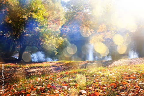 Autumn sunny landscape, view in the rays of a sunny autumn day in the park