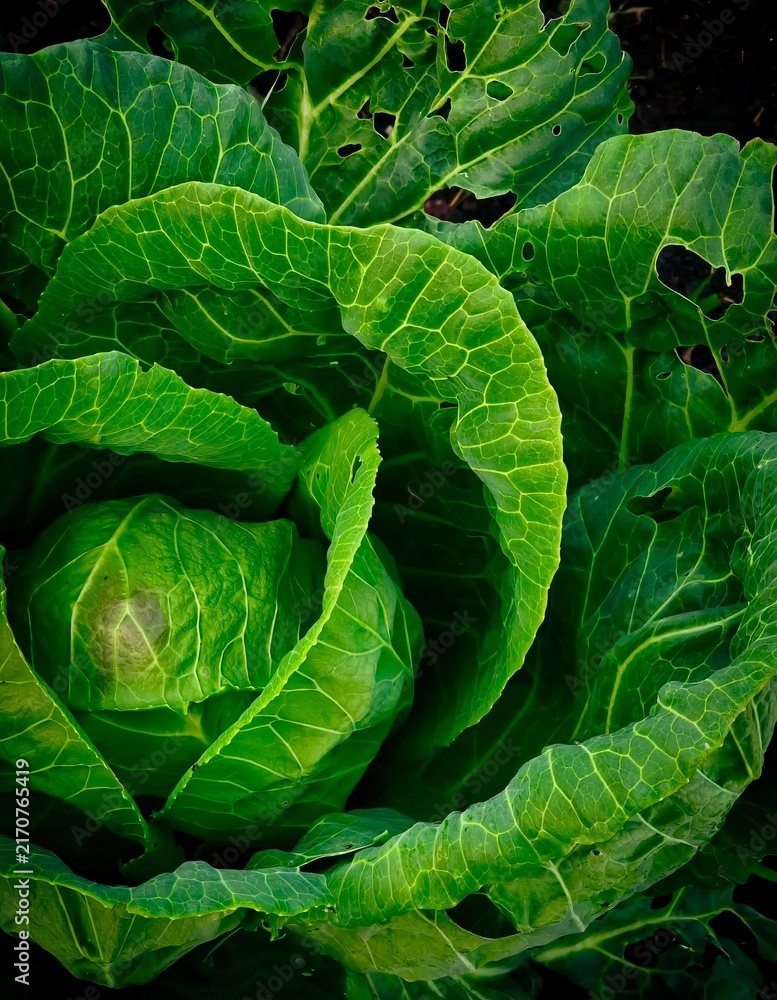 Obraz premium Full frame close up view of a fresh green cabbage head with outer leafy layers growing in a garden.