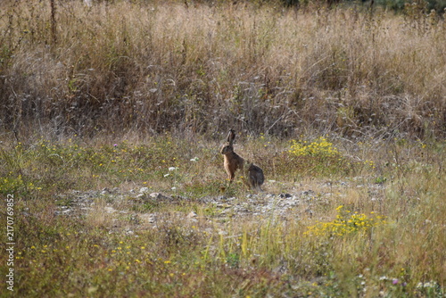old Rabbit