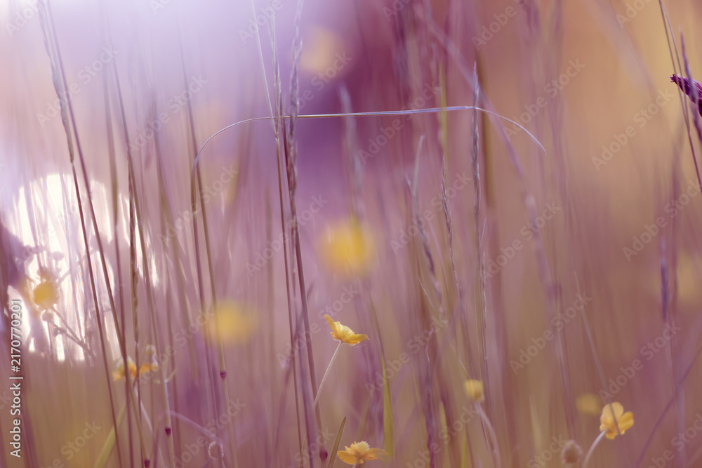 Fototapeta premium Eco background, summer meadow, delicate green soft color, real natural photo