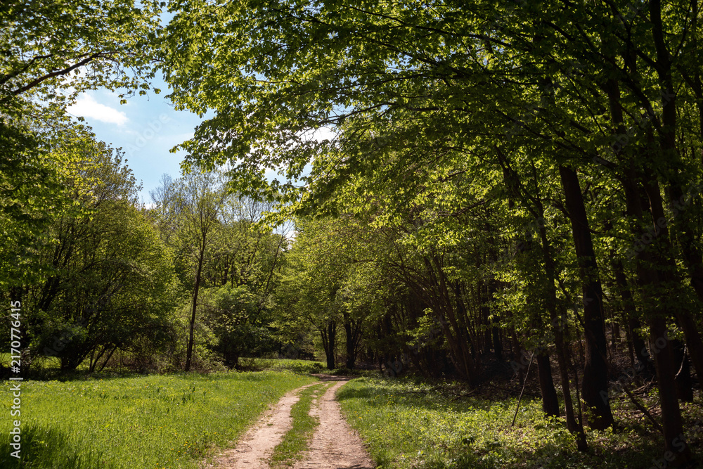 Obraz premium A winding dirt path leading through a lush green forest with bright sunlight filtering through the canopy