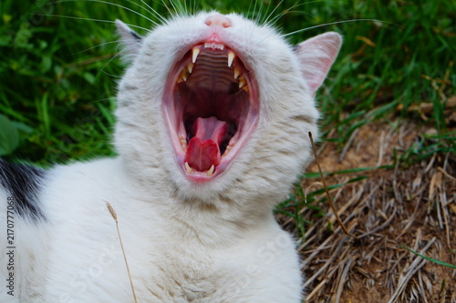 Foto White cat with black back, lying on its back, opened its mouth, yawned and curled its tongue slightly
