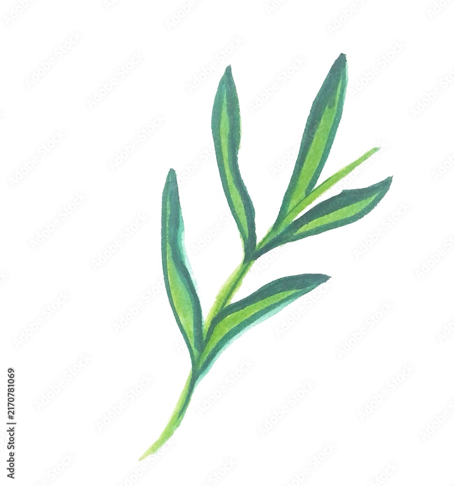 Fototapeta premium Watercolor Green Leaves Branch Botanical Illustration