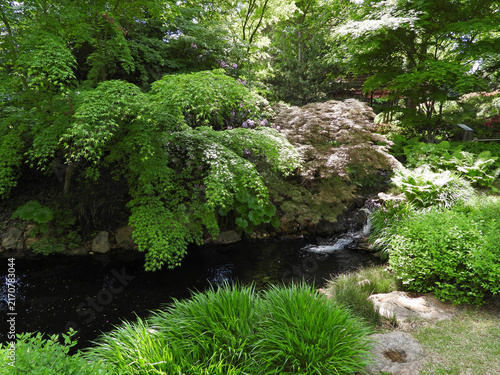 Photography Japanese garden in sunny spring day