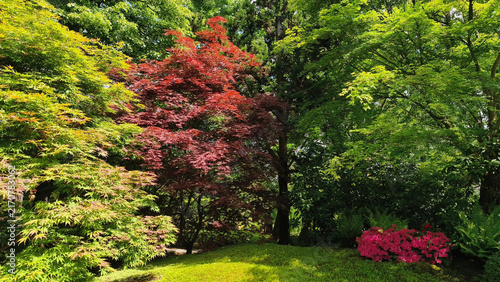 Canvas Print Japanese garden in sunny spring day