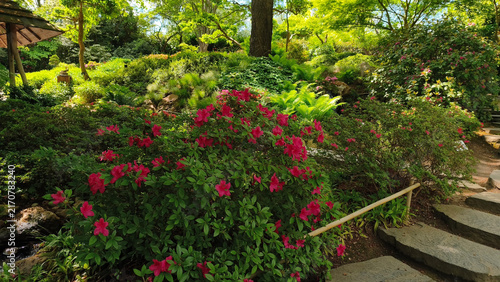 Canvas Print Japanese garden in sunny spring day